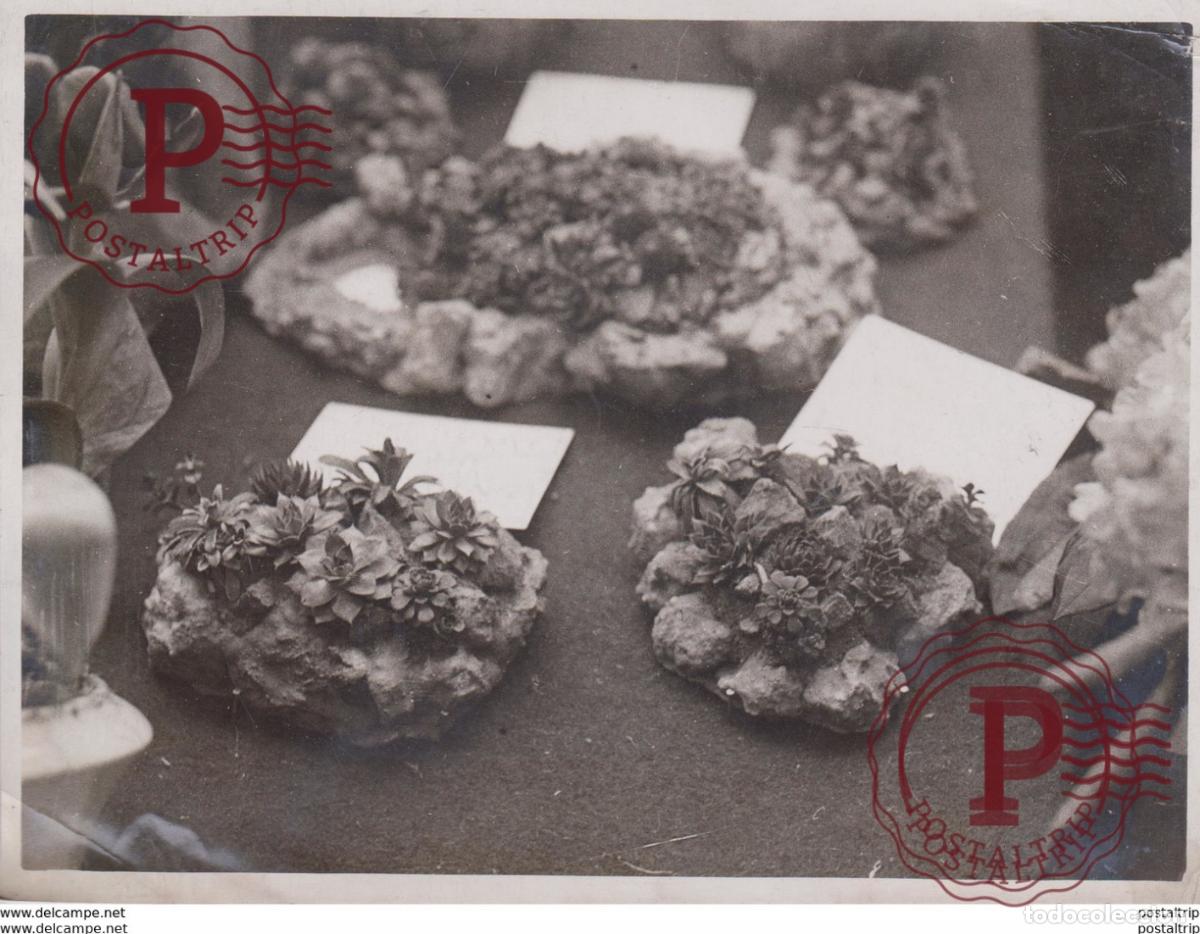 Fotografia antiga: MINI GARDENS ON STONES CACTUS +- 21*15CM Fonds Victor FORBIN 1864-1947