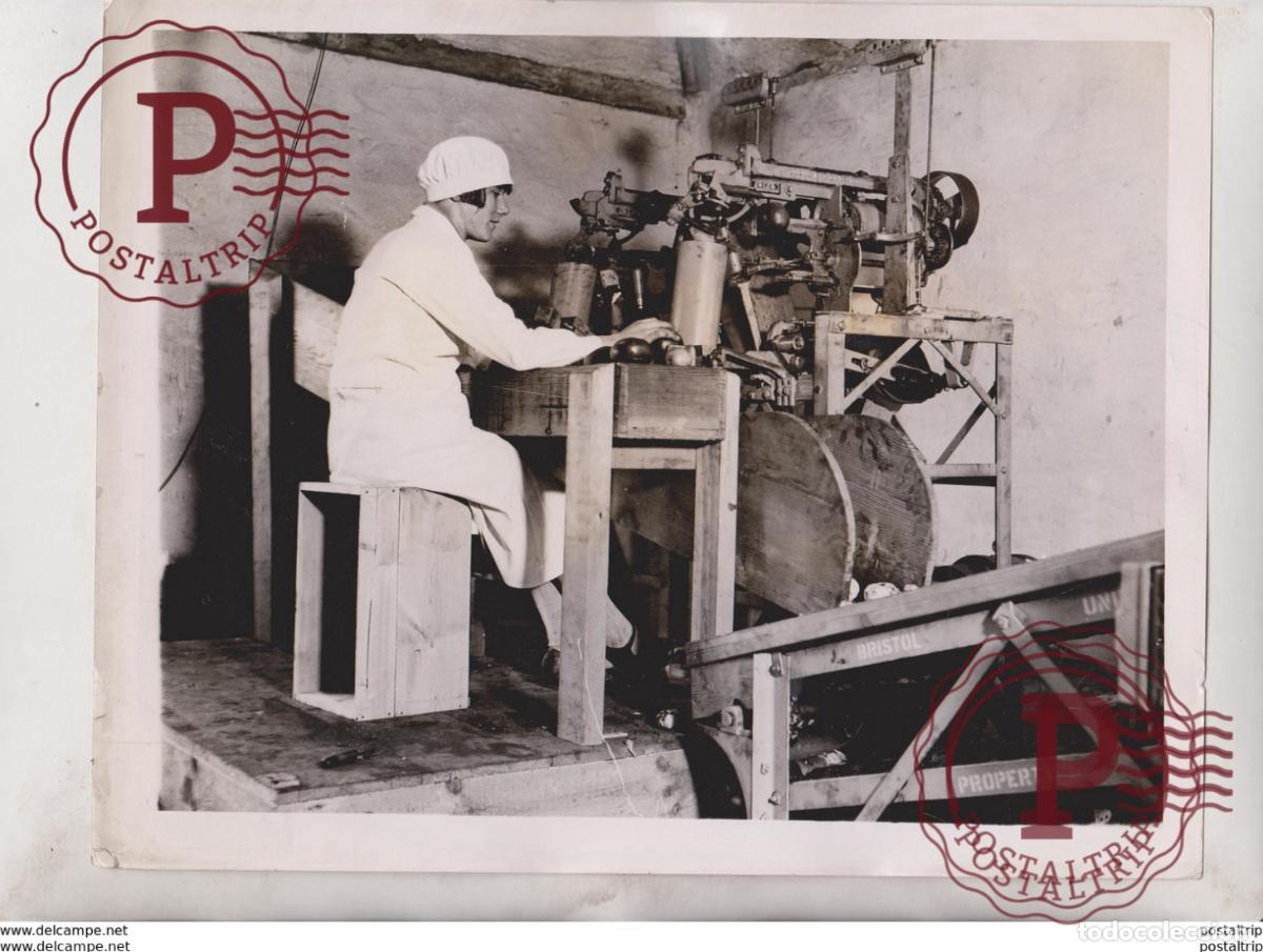 Fotografia antiga: EAST FARLEIGH KENT MINISTER OF AGRICULTURE FEEDING APPLES MACHINE +- 25*20CM Fonds Victor FORBIN