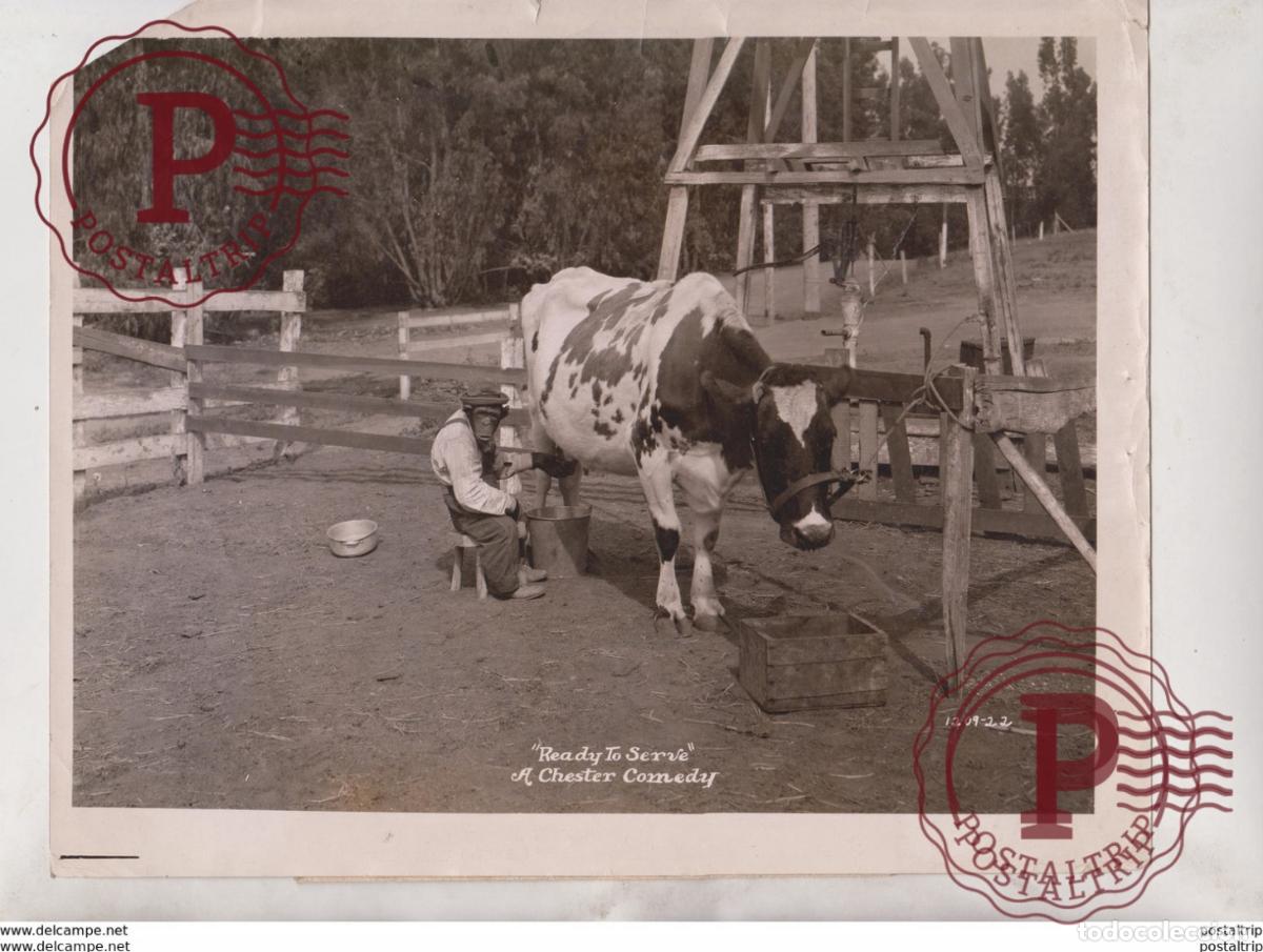 Fotografia antiga: FARMERS NEW ASSISTANT MILK MAID COW KOE VACHE AAP MONKEY ANIMAUX ANIMALS ANIMALES 25*20CM Fonds Vic