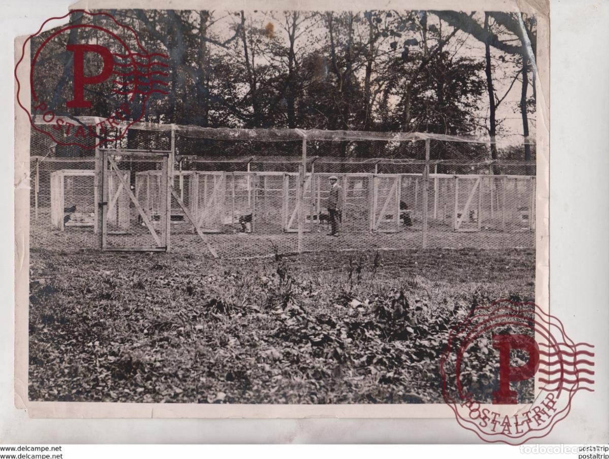 Fotografia antiga: SILVER FOX FARM ENGLAND CANADA OXFORD BALDON ANIMAUX ANIMALS ANIMALES 25*20CM Fonds Victor FORBIN