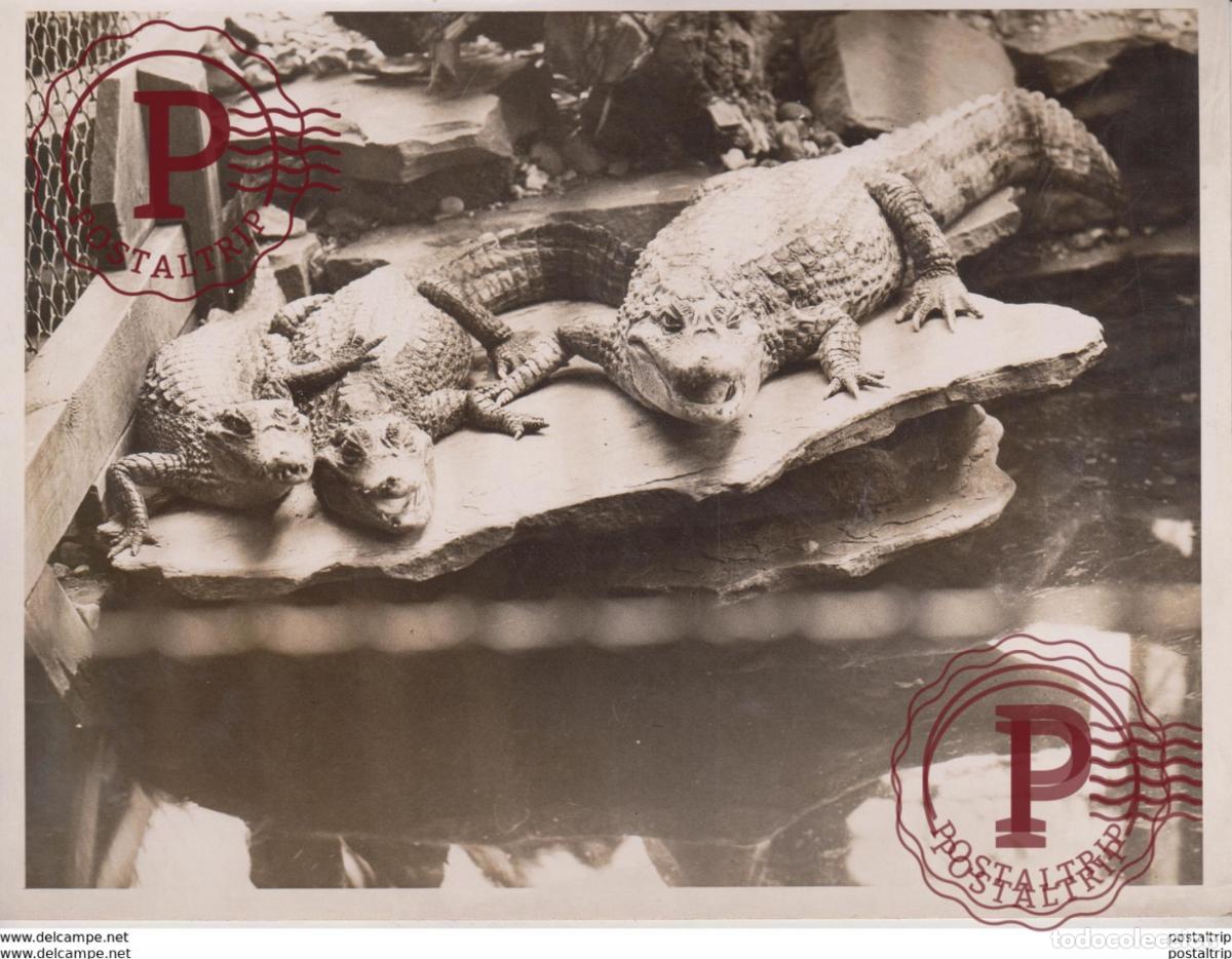 Fotografia antiga: CROCODILES LONDON ZOO ANIMAUX ANIMALS ANIMALES 20*15CM Fonds Victor FORBIN 1864-1947
