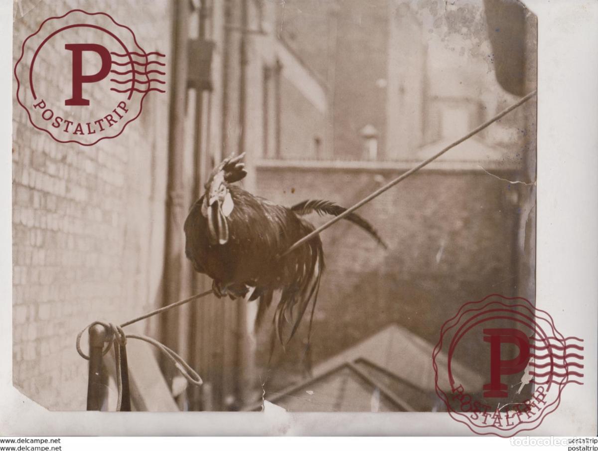 Fotografia antiga: CRAWFORD COCK ANIMAUX ANIMALS ANIMALES 25*20CM Fonds Victor FORBIN 1864-1947