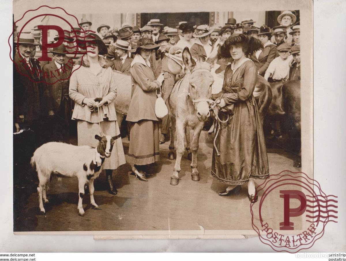 Fotografia antiga: DONKEYS GRAND OPERA HIPPODROME DROVE CAVALLERIA RUSTICANA ANIMAUX ANIMALS ANIMALES 25*20CM Fonds Vic