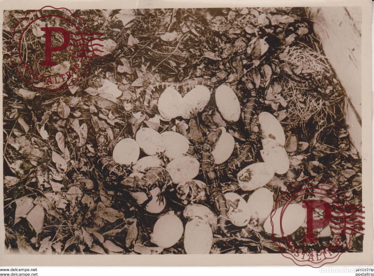 Fotografia antiga: ALLIGATOR BABIES PARADIES FLORIDA COCODRILOS CROCODILES ANIMAUX ANIMALS ANIMALES 18*12CM Fonds Vic