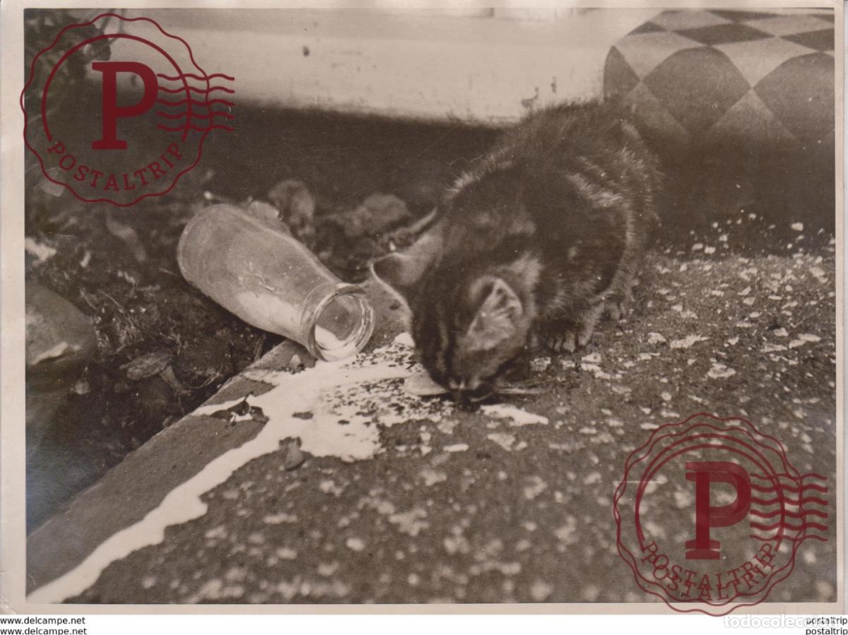Fotografia antiga: CHAT CAT GATO CAT THIEF ANIMAUX ANIMALS ANIMALES 20*15CM Fonds Victor FORBIN 1864-1947