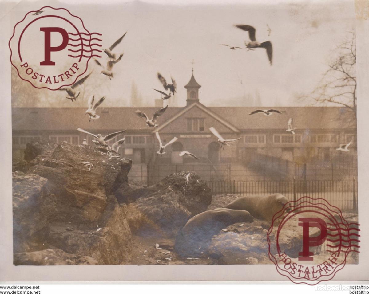 Fotografia antiga: AT THE ZOO SEA LIONS SEAGULLS THIEFS ANIMAUX ANIMALS ANIMALES TIERE 21*16CM Fonds Victor FORBIN 18