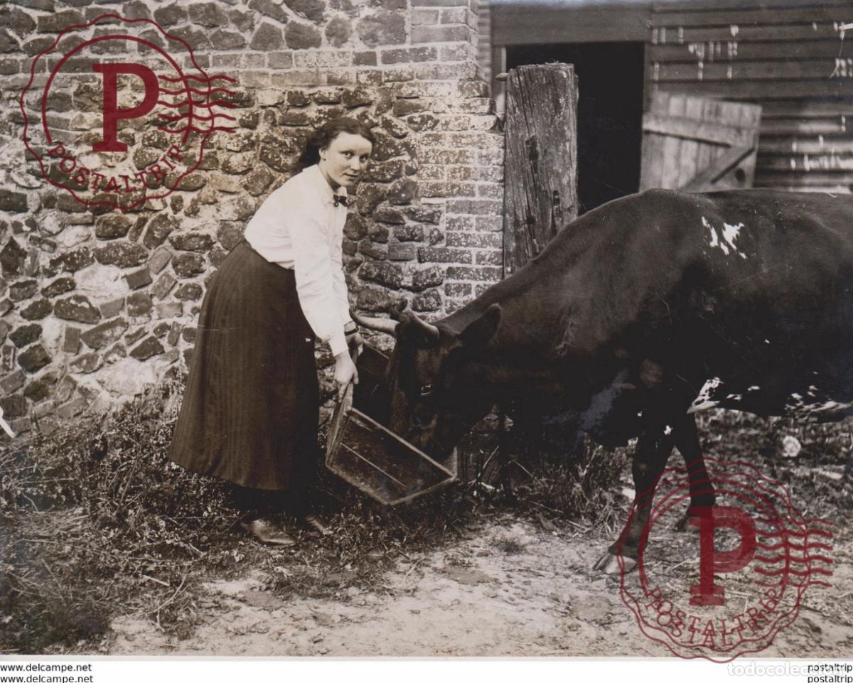Fotografia antiga: HEACHAM NORFOLK FEEDING COW ANIMAUX ANIMALS ANIMALES TIERE 22*16CM Fonds Victor FORBIN 1864-1947