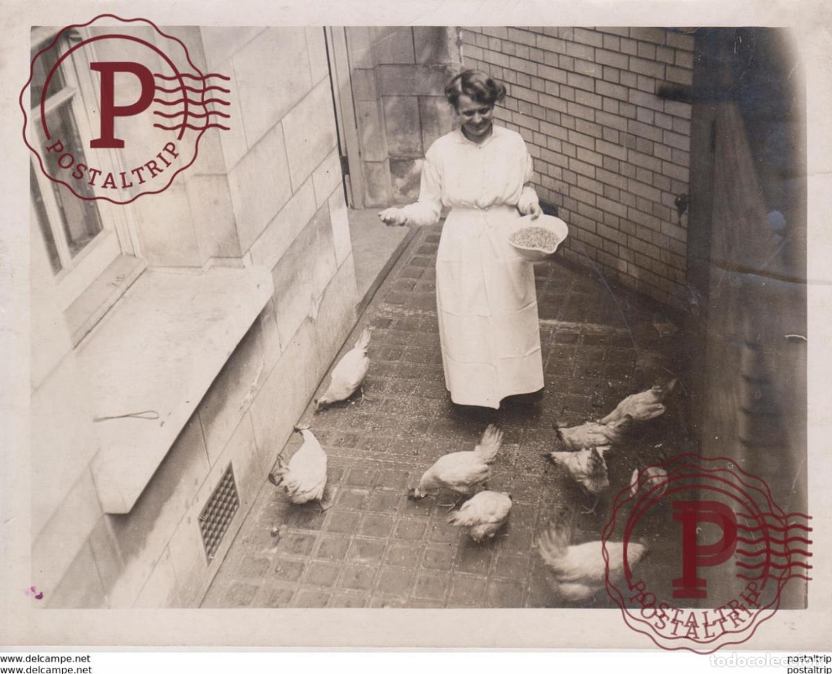Fotografia antiga: ADMIRALTY CHICKENS ANIMAUX ANIMALS ANIMALES TIERE 22*16CM Fonds Victor FORBIN 1864-1947