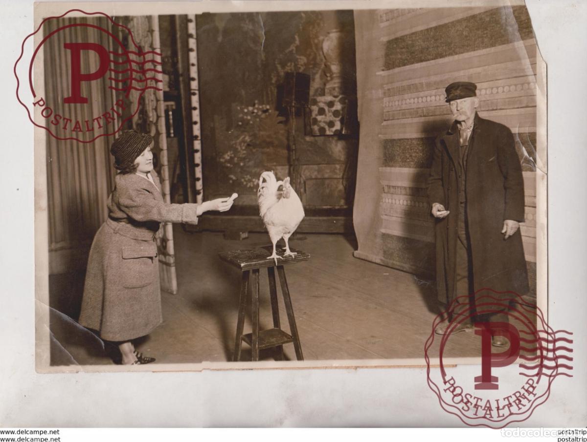 Fotografia antiga: FARMER ON STAGE ROOSTER ANIMAUX ANIMALS ANIMALES TIERE 25*20CM Fonds Victor FORBIN 1864-1947