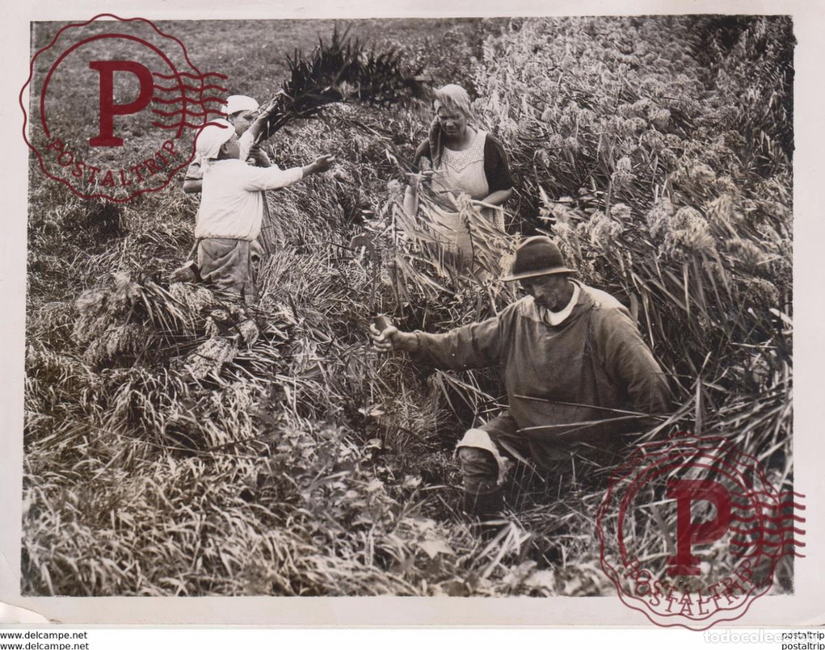 Fotografia antiga: ROMNEY MARSHES MARSH FARMERS REEDS ARE BEING CUT 20*15CM Fonds Victor FORBIN 1864-1947