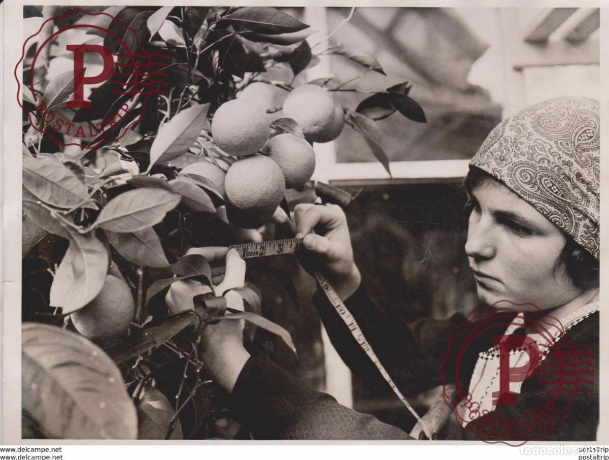 Fotografia antiga: ORANGES GROWN IN ENGLAND EAST HOATHLY SUSSEX 20*15CM Fonds Victor FORBIN 1864-1947