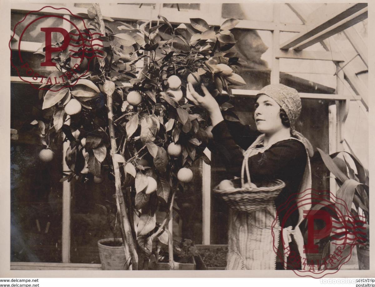 Fotografia antiga: ORANGES GROWN IN ENGLAND EAST HOATHLY SUSSEX 20*15CM Fonds Victor FORBIN 1864-1947