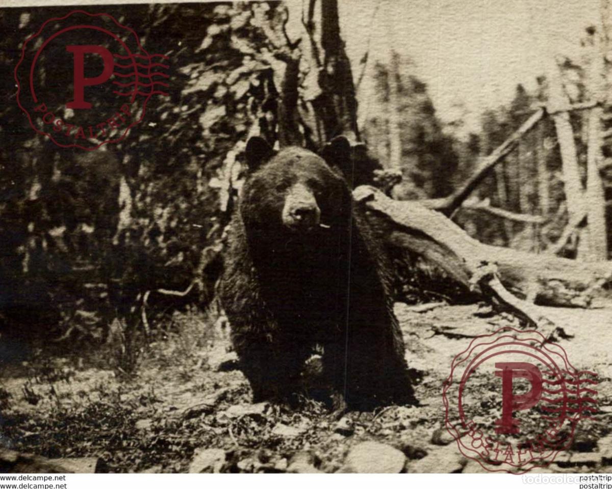 Fotograf&iacute;a antigua: OURS BEARS OSOS BEREN 10*8CM Fonds Victor FORBIN 1864-1947