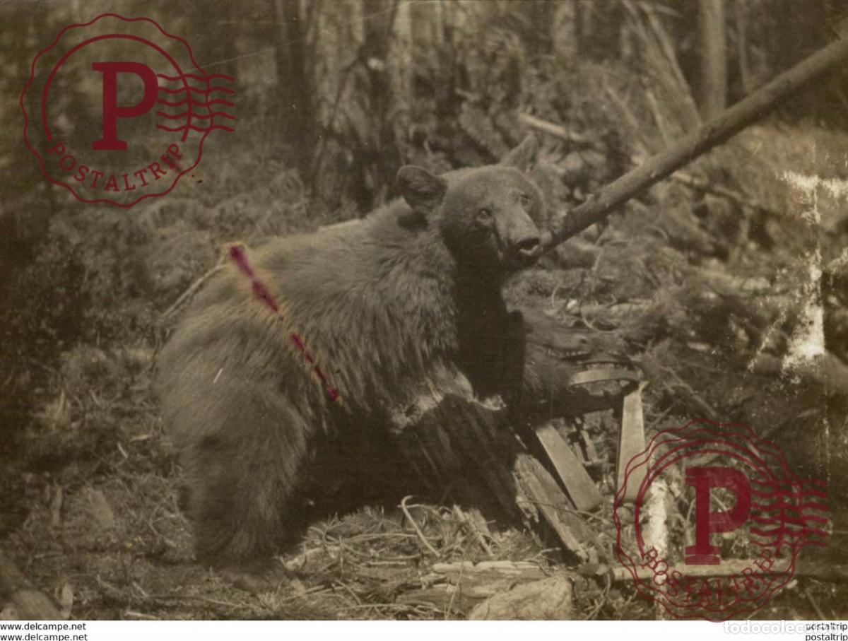 Fotograf&iacute;a antigua: OURS BEARS OSOS BEREN 10*8CM Fonds Victor FORBIN 1864-1947