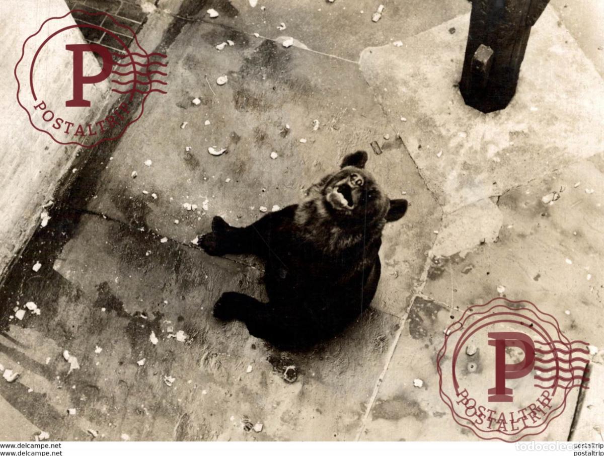 Fotograf&iacute;a antigua: OURS BEARS OSOS BEREN 15*11CM Fonds Victor FORBIN 1864-1947