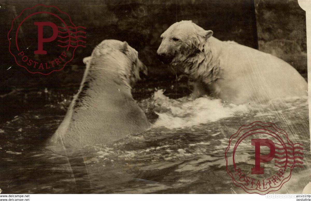 Fotograf&iacute;a antigua: POLAR POLARIS OURS BEARS OSOS BEREN 15*11CM Fonds Victor FORBIN 1864-1947