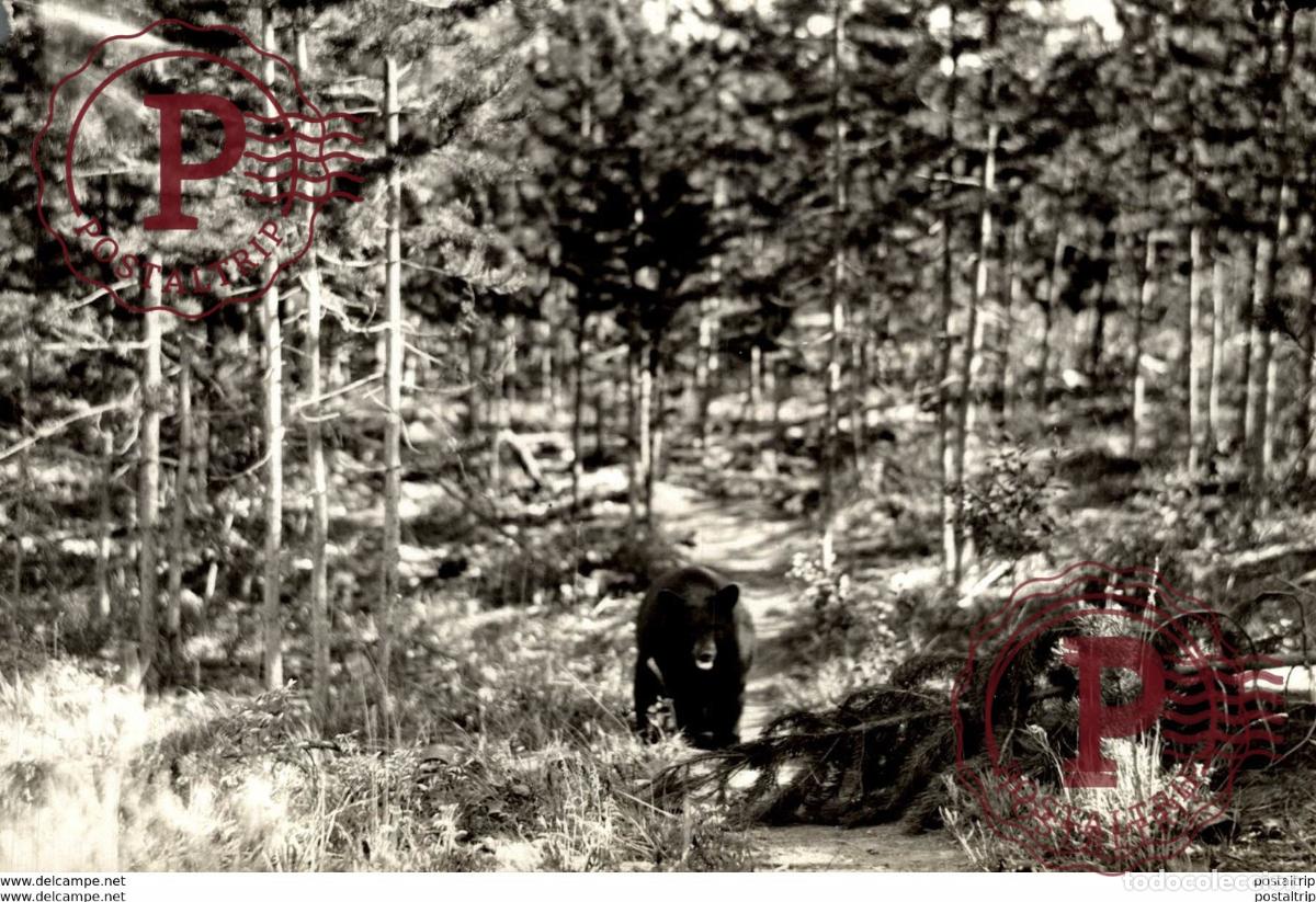 Fotograf&iacute;a antigua: OURS BEARS OSOS BEREN 15*11CM Fonds Victor FORBIN 1864-1947