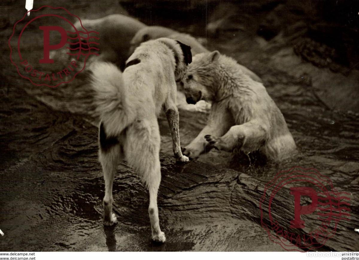 Fotograf&iacute;a antigua: POLAR POLARIS OURS BEARS OSOS BEREN DOG CHIEN 16*12CM Fonds Victor FORBIN 1864-1947