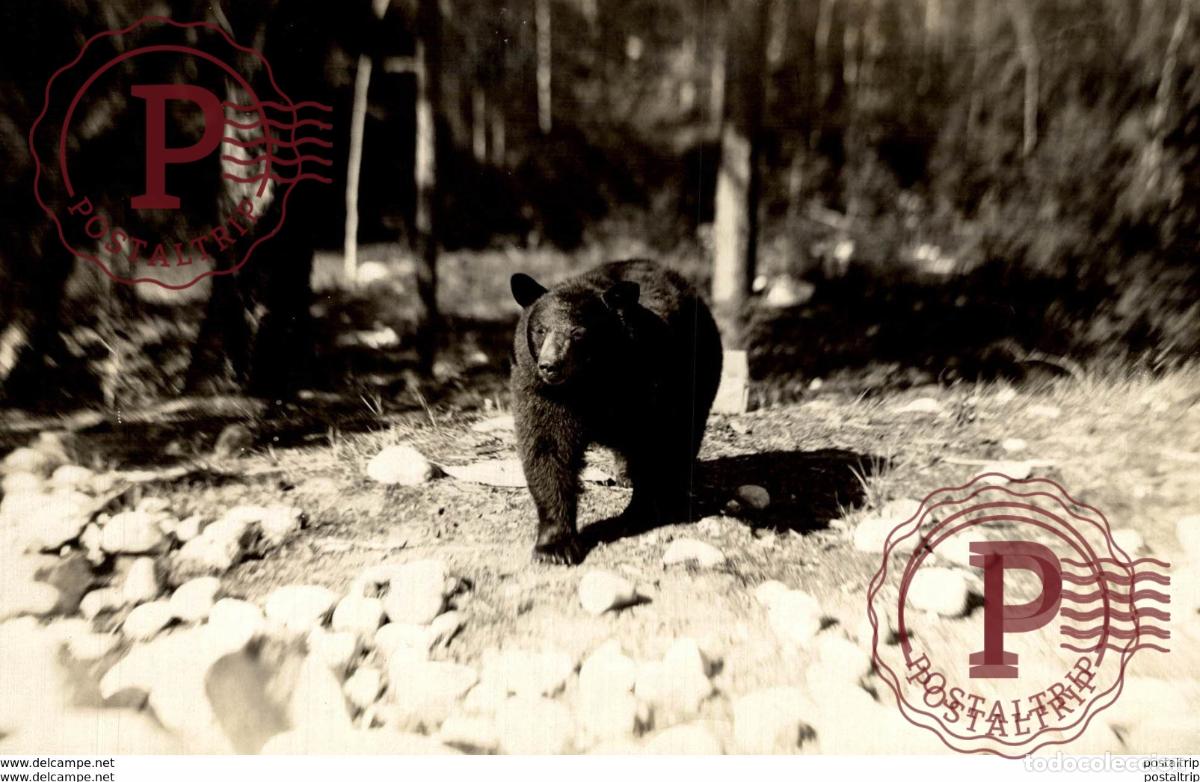 Fotograf&iacute;a antigua: OURS BEARS OSOS BEREN 16*12CM Fonds Victor FORBIN 1864-1947