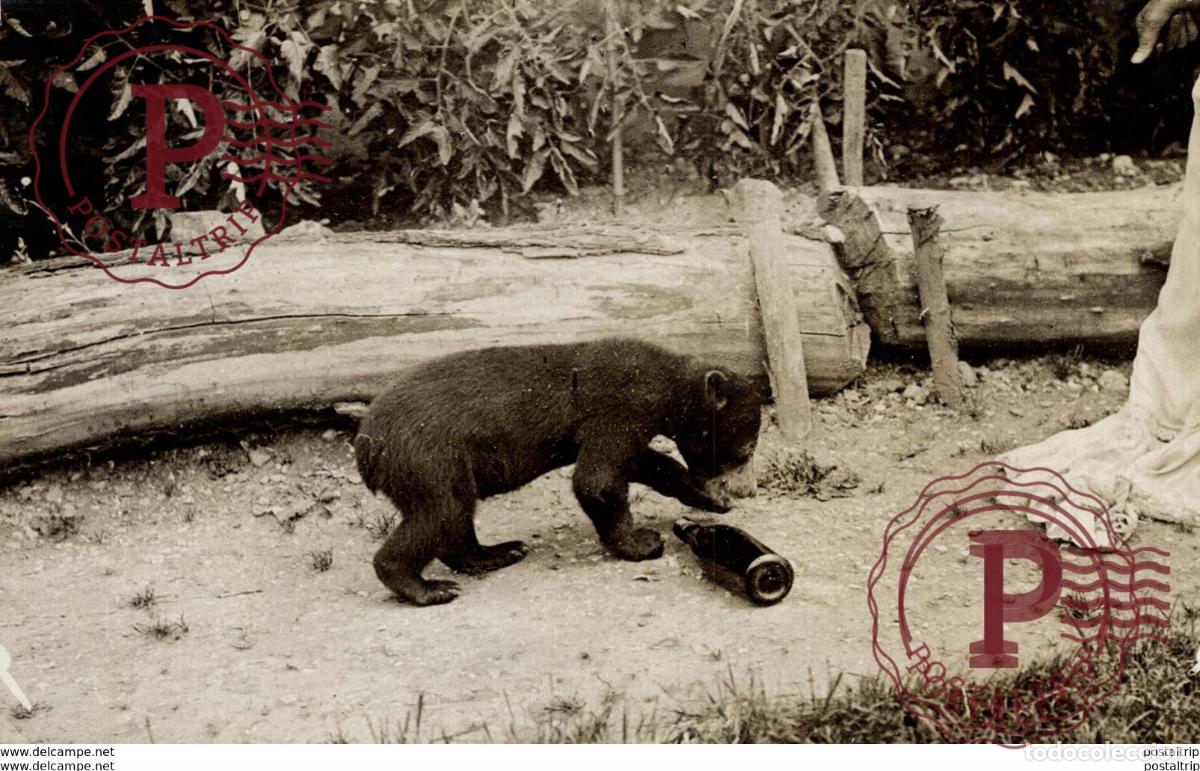 Fotograf&iacute;a antigua: OURS BEARS OSOS BEREN 16*12CM Fonds Victor FORBIN 1864-1947