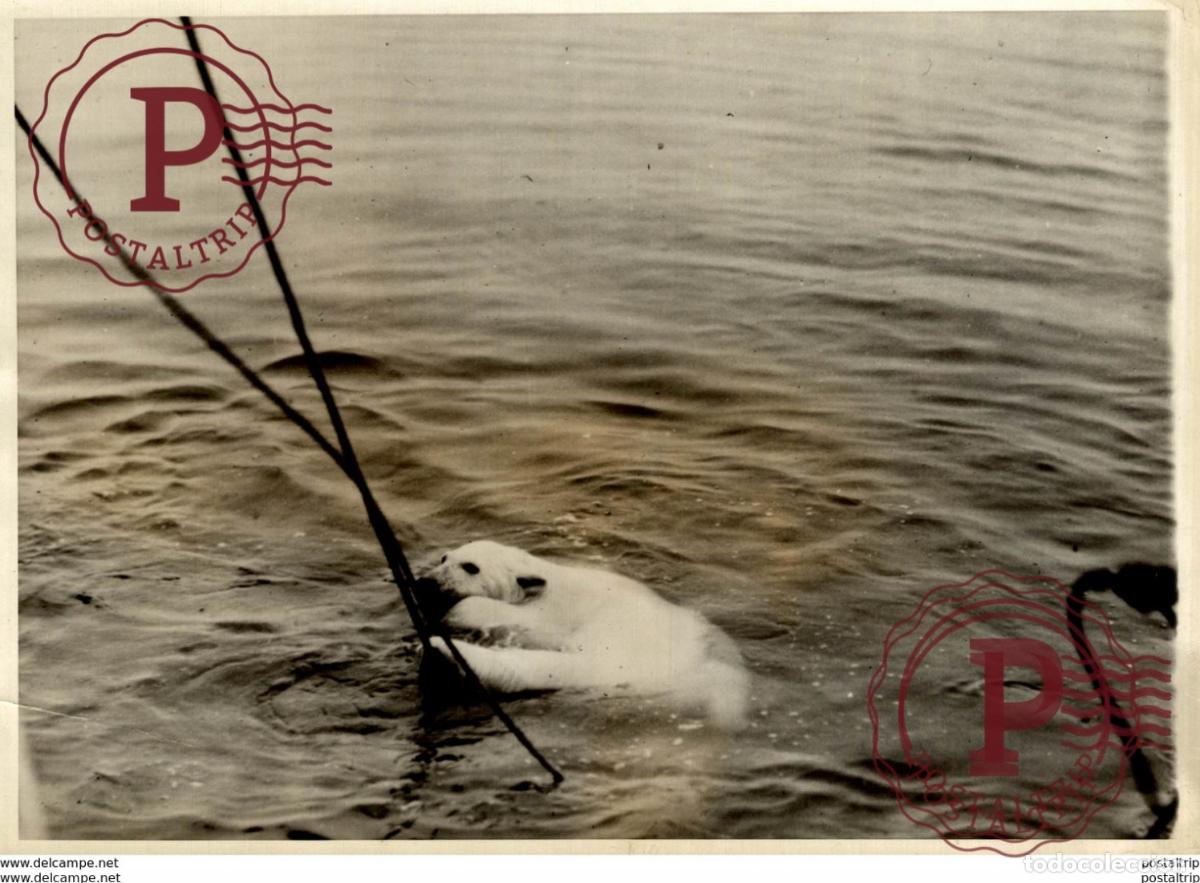 Fotograf&iacute;a antigua: WILD POLAR BEAR POLARIS OURS BEARS OSOS BEREN 20*15CM Fonds Victor FORBIN 1864-1947