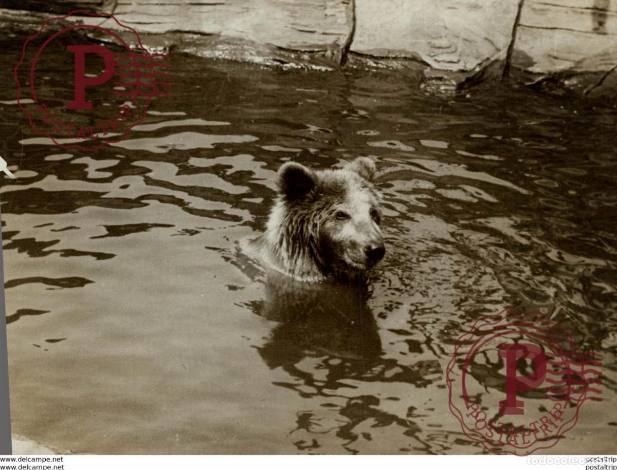 Fotograf&iacute;a antigua: OURS BEARS OSOS BEREN 21*16CM Fonds Victor FORBIN 1864-1947