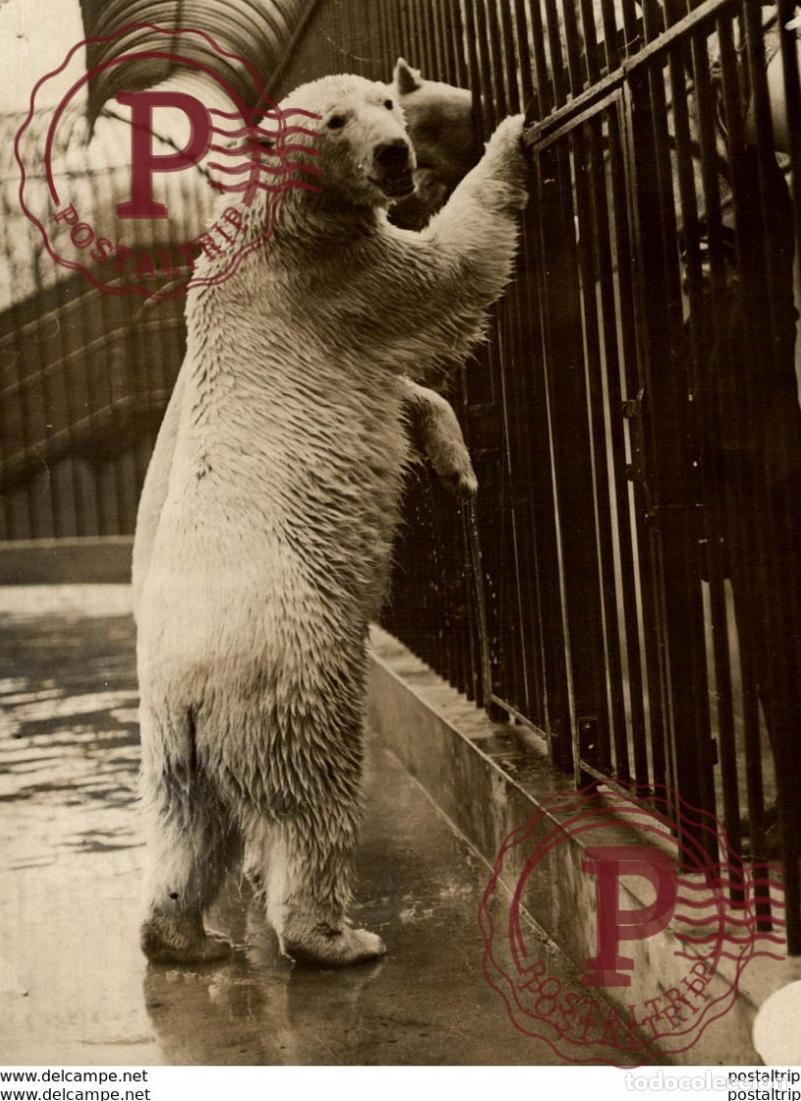 Fotograf&iacute;a antigua: ZOO POLAR POLARIS OURS BEARS OSOS BEREN 16*12CM Fonds Victor FORBIN 1864-1947