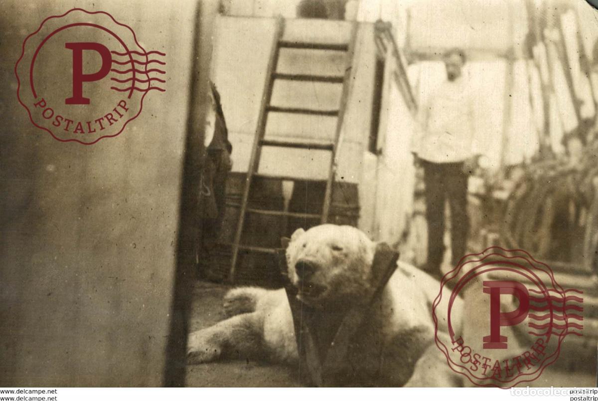 Fotograf&iacute;a antigua: OURS BEARS OSOS BEREN 15*10CM Fonds Victor FORBIN 1864-1947
