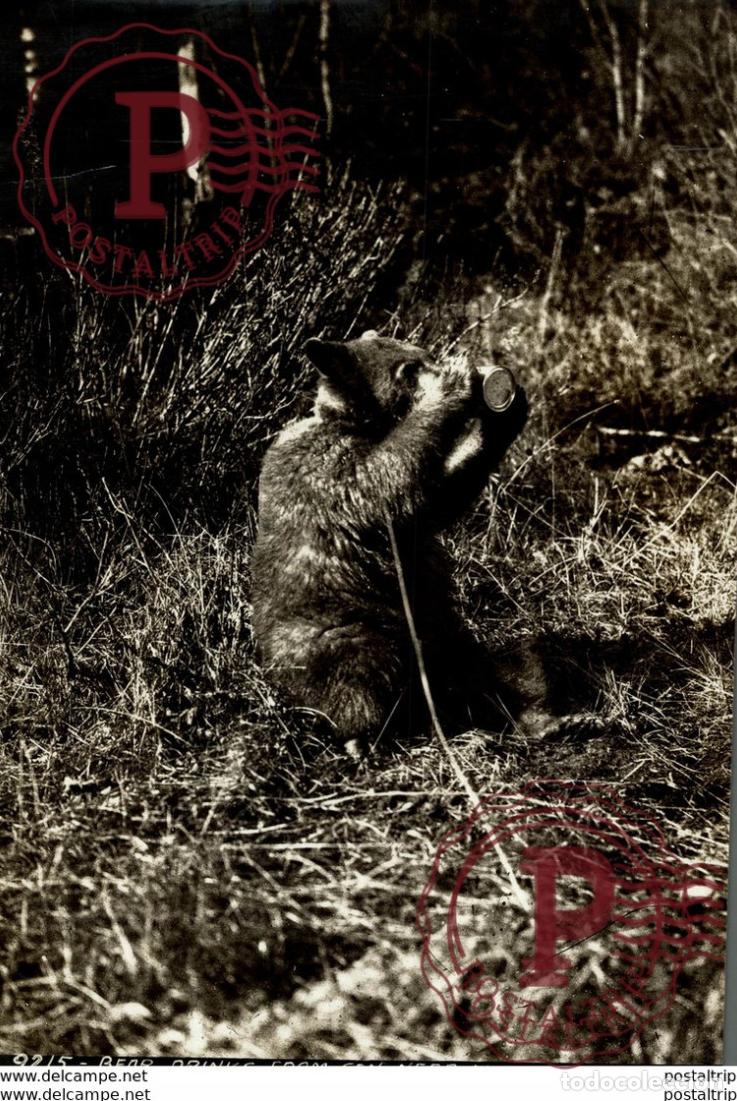 Fotograf&iacute;a antigua: BEAR DRINKS FROM A CAN NEAR FIELD BC OURS BEARS OSOS BEREN 24*16CM Fonds Victor FORBIN 1864-1947