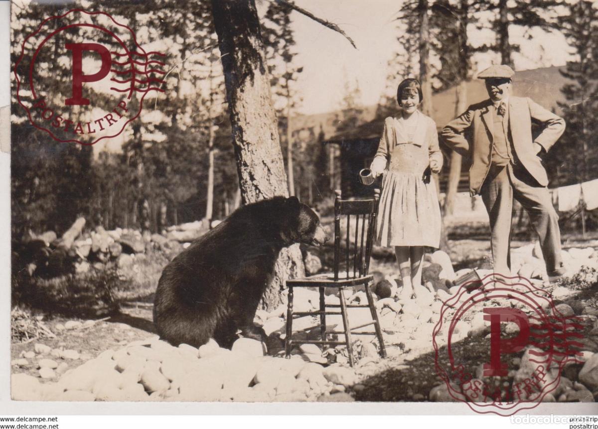 Fotograf&iacute;a antigua: JASPER PARK LODGE CANAD&Aacute; OURS BEARS OSOS BEREN 15*10CM Fonds Victor FORBIN 1864-1947