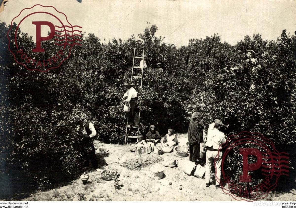 Fotograf&iacute;a antigua: ORANGES 17*12CM Fonds Victor FORBIN 1864-1947