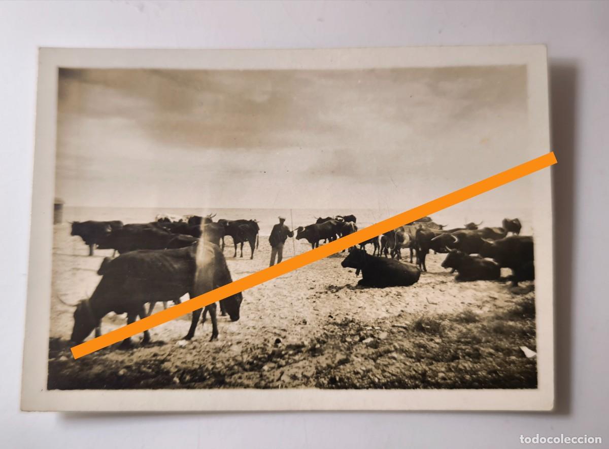 Antique Photography: Antigua fotograf&iacute;a. Pastor, bueyes de labranza. Asturias