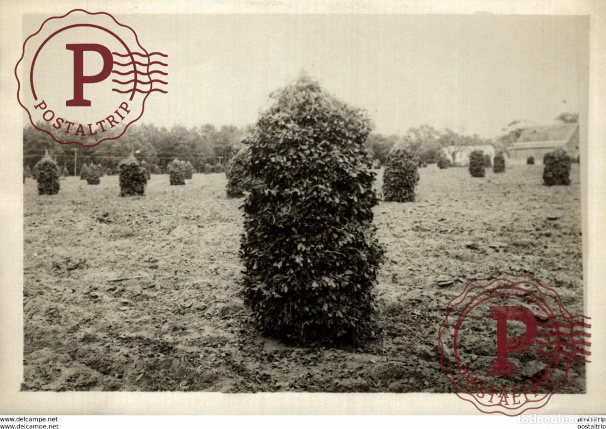 Fotograf&iacute;a antigua: AFRICA AFRIQUE 18*13CM Fonds Victor FORBIN 1864-1947