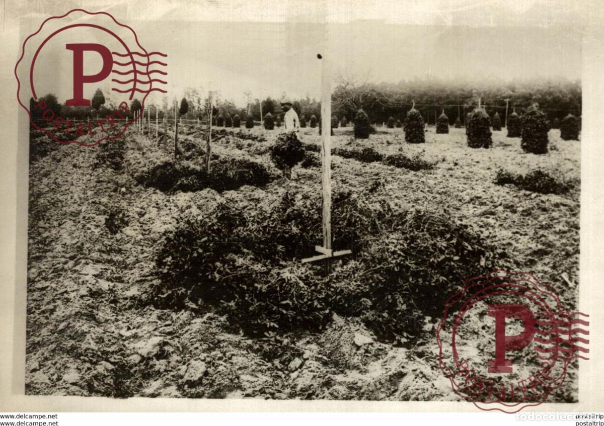 Fotograf&iacute;a antigua: AFRICA AFRIQUE 18*13CM Fonds Victor FORBIN 1864-1947