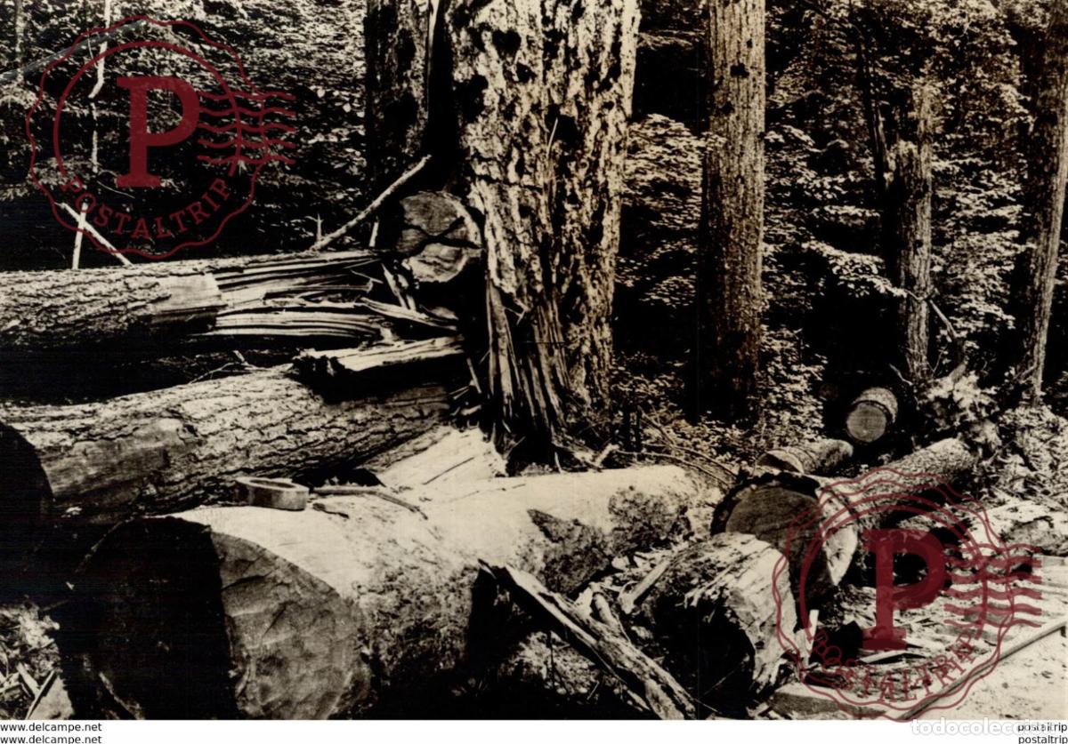 Fotograf&iacute;a antigua: ARBE TREES FORESTRY FORESTIERE 17*12CM Fonds Victor FORBIN 1864-1947