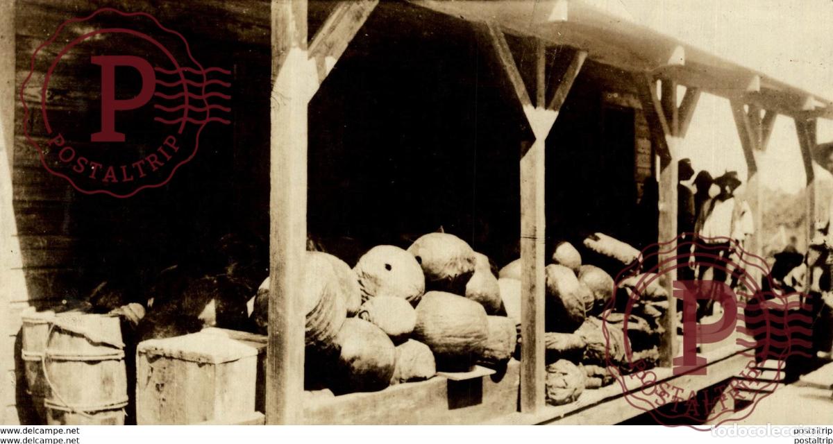 Fotograf&iacute;a antigua: BRASIL RUBBER ROLLED READY FOR TRANSPORT 20*11CM Fonds Victor FORBIN 1864-1947