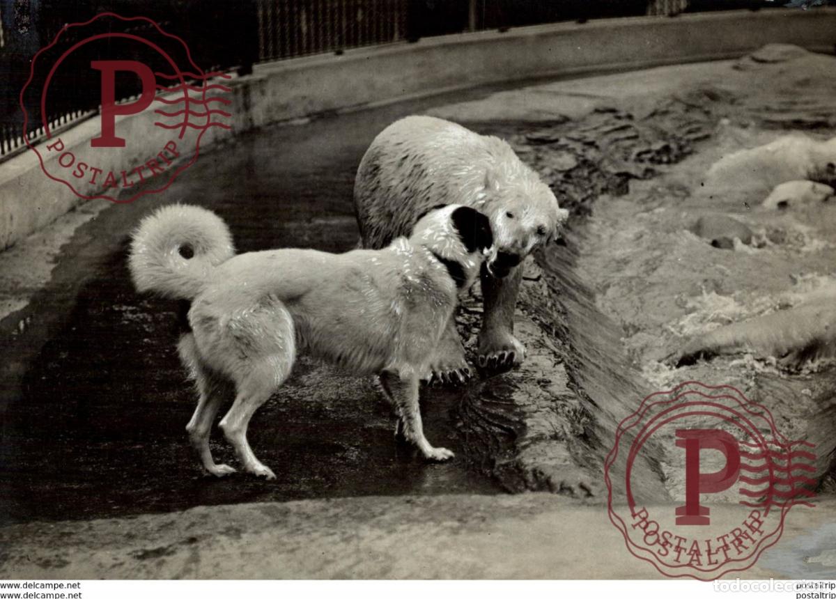 Fotograf&iacute;a antigua: POLAR POLARIS OURS BEARS OSOS BEREN DOG CHIEN 16*12CM Fonds Victor FORBIN 1864-1947