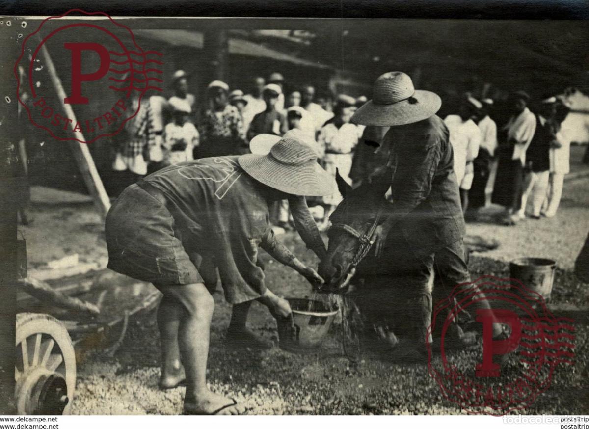 Fotografia antica: TOKYO DRAY HORSE EXHAUSTED IN THE STREET HEAT JAPAN JAPON 16*12CM Fonds Victor FORBIN 1864-1947