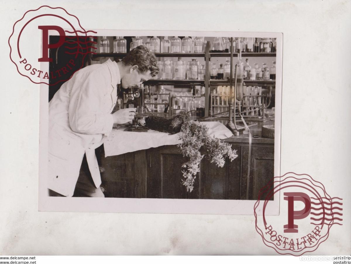 Alte Fotografie: CURING THE ILLS OF FRUIT TREES UNIVERSITY OF BRISTOL LONG ASHTON SOMERSET 20*15 CM Fonds Victor