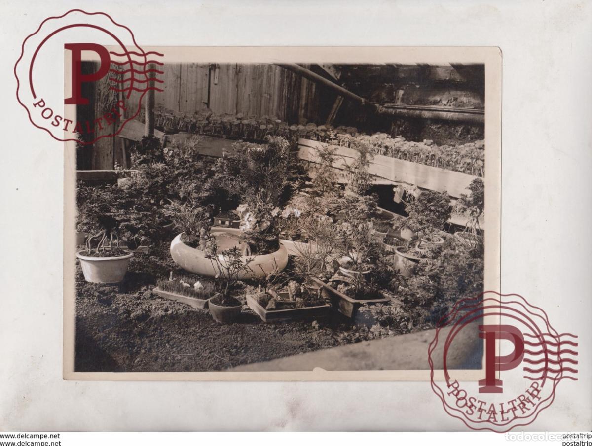 Alte Fotografie: PLANTS GARDENS BONSAI 21*16 CM Fonds Victor FORBIN 1864-1947