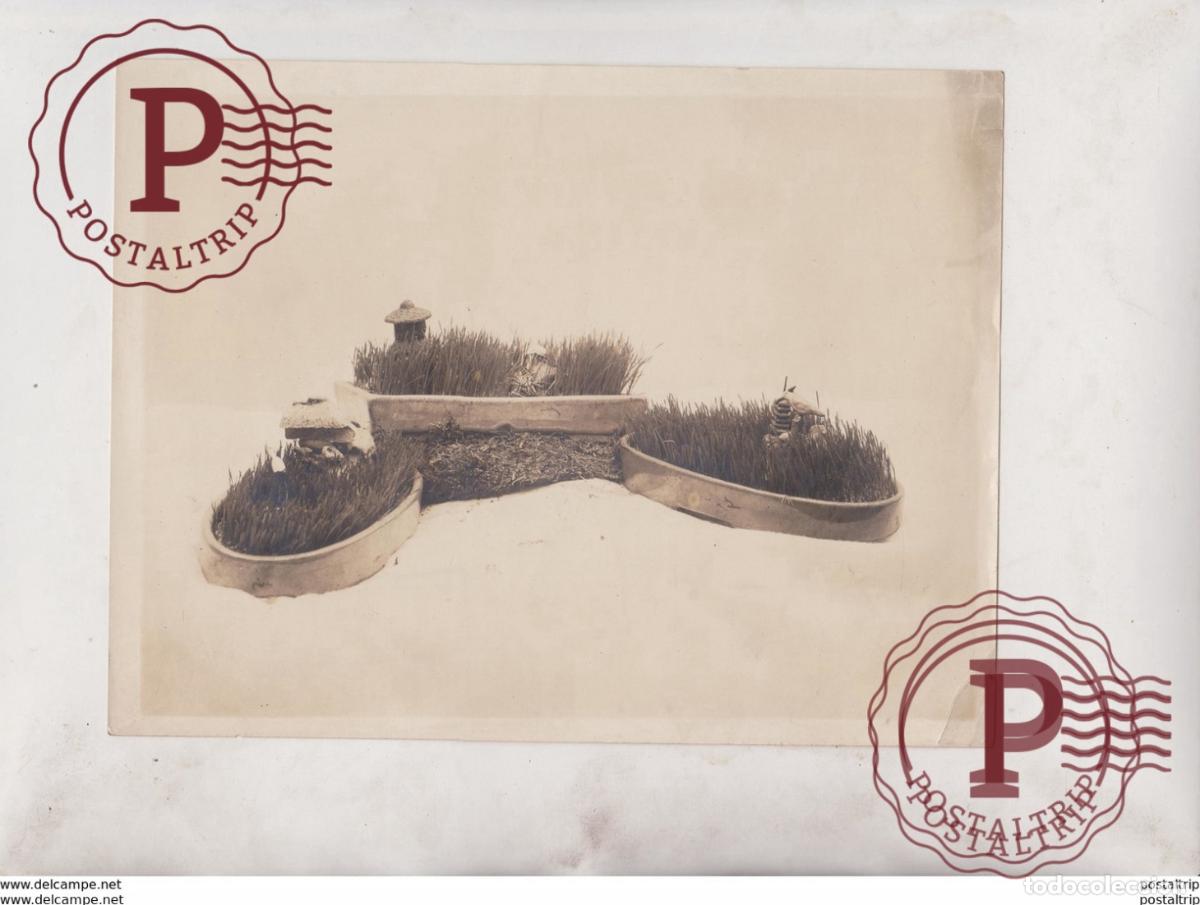 Alte Fotografie: FLOWER PLANTS GARDENS 21*16 CM Fonds Victor FORBIN 1864-1947