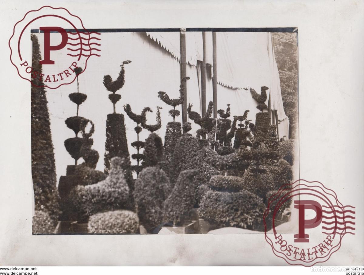 Alte Fotografie: HORTICULTURAL FLOWER SHOW CHELSEA GARDENS TRIMMED TREES FLOWER PLANTS GARDENS 21*16 CM Fonds Victo