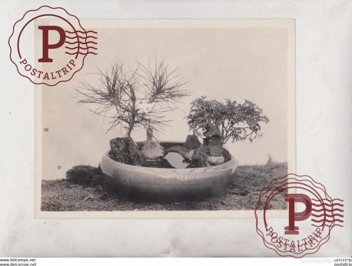Alte Fotografie: JAPANESE MINIATURE LANDSCAPE BONSAI FLOWER PLANTS GARDENS 21*16 CM Fonds Victor FORBIN 1864-1947