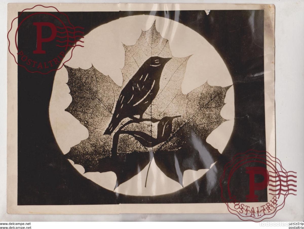 Alte Fotografie: CHRISTIAN BROTHER BROTHERHOOD RETREAT WALTHAM MASS IMAGES ON LEAVES RETREAT BIRD 25*20CM Fonds Vic