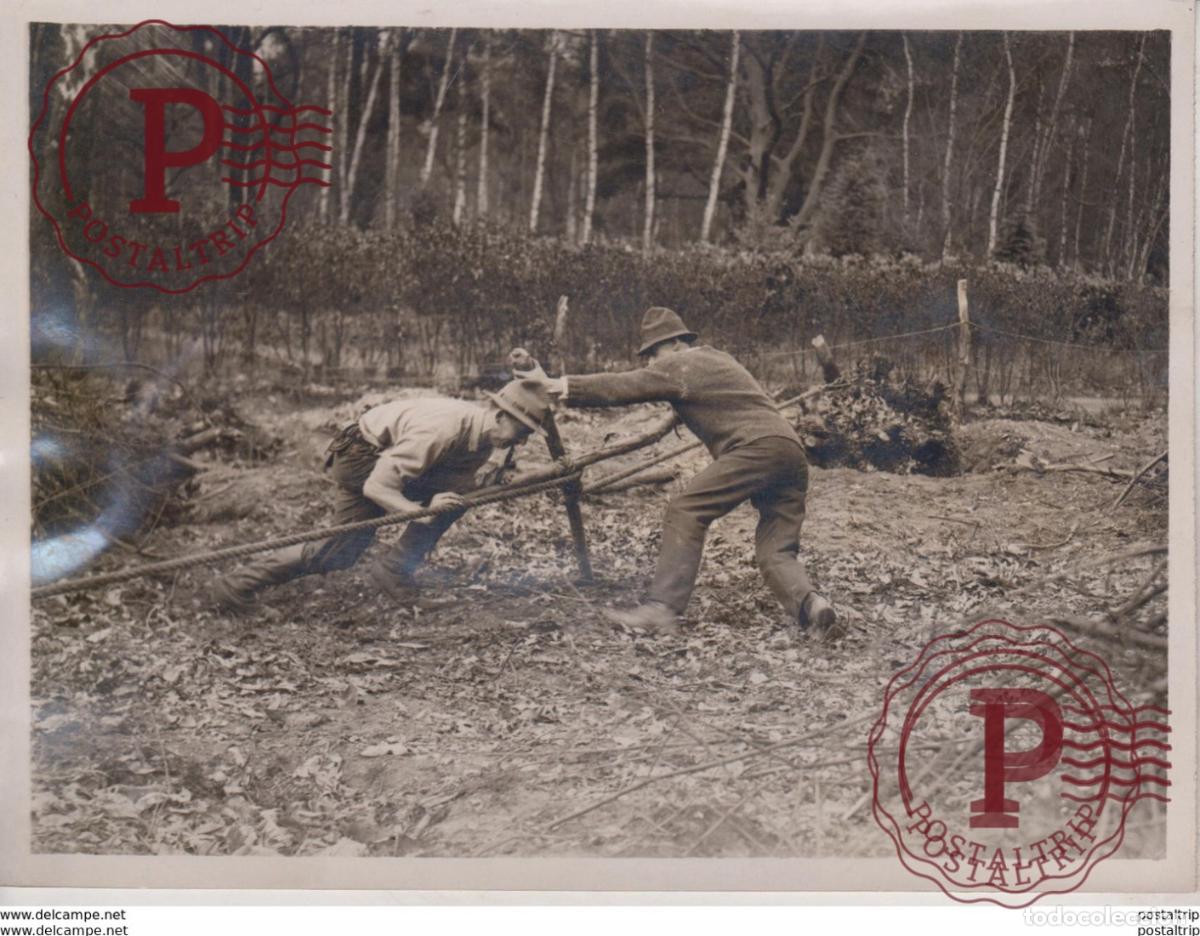 Antique Photography: BUSH WORK IN SURREY MR ALDHELM WHITE ST GEORGES HILL WEYBRIDGE xylology, forestry 20*15CM Fonds Vic