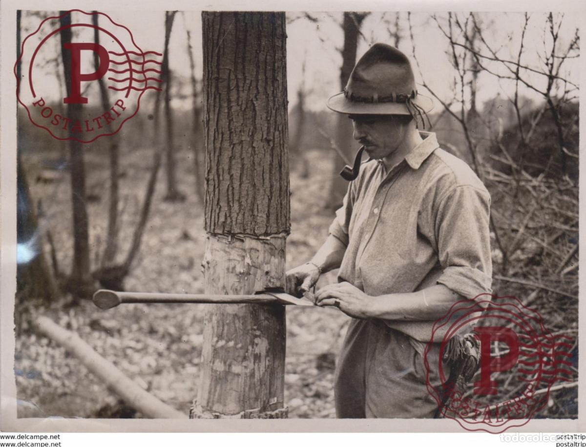 Antique Photography: BUSH WORK IN SURREY MR ALDHELM WHITE ST GEORGES HILL WEYBRIDGE xylology, forestry 20*15CM Fonds Vic