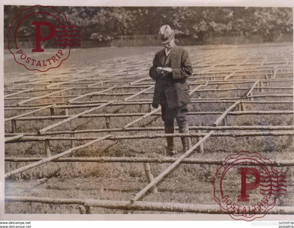 Antique Photography: FOREST IN THE MAKING CHIEF NURSERY BAGSHOT SURREY UK xylology, forestry 20*15CM Fonds Victor FORBI