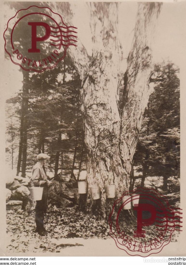 Antique Photography: SEE BACK xylology, forestry 18*13CM Fonds Victor FORBIN 1864-1947