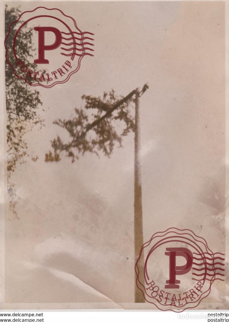 Antique Photography: ETAT TREE TOPPING BRITISH COLOMBIA ELK RIVER LUMBER COURTNEY xylology, forestry 20*15CM Fonds Vic