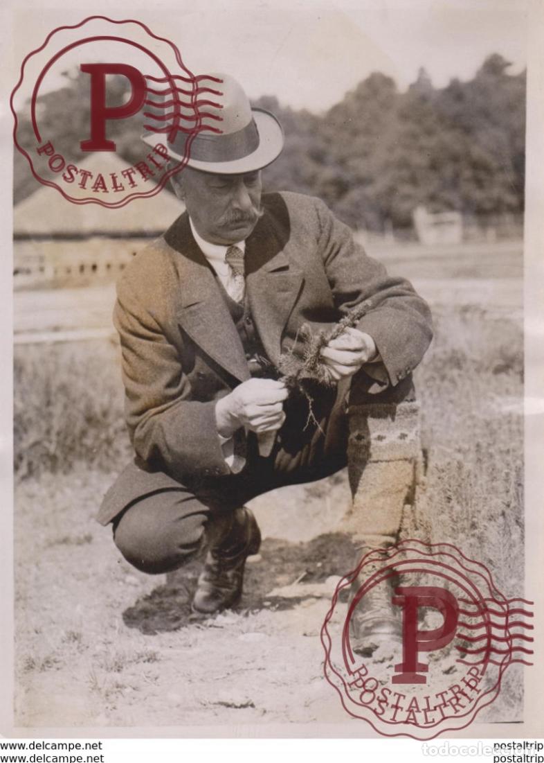 Antique Photography: FOREST IN THE MAKING CHIEF NURSERY BAGSHOT SURREY WALES xylology forestry 20*16CM Fonds Victor FORB